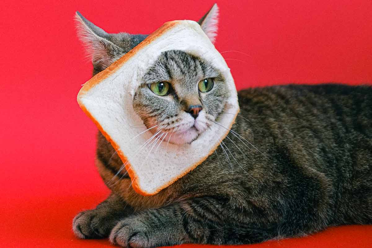Le pain de mie est-il sain ?